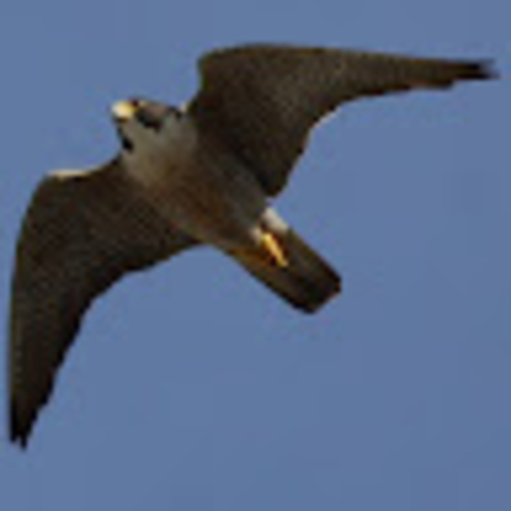 Meet your Posher, Gabrielle